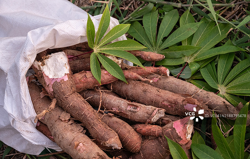 袋子里的木薯块根。木薯是一种根茎类蔬菜，含有维生素C和铜。图片素材