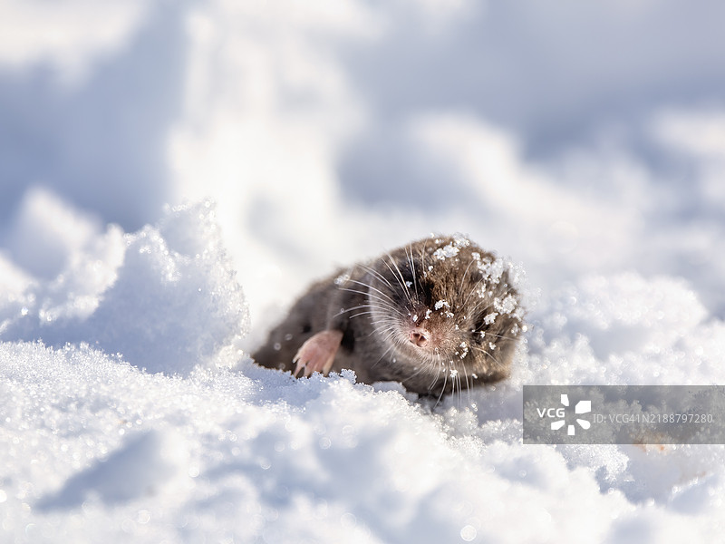 雪地上的死鼹鼠图片素材