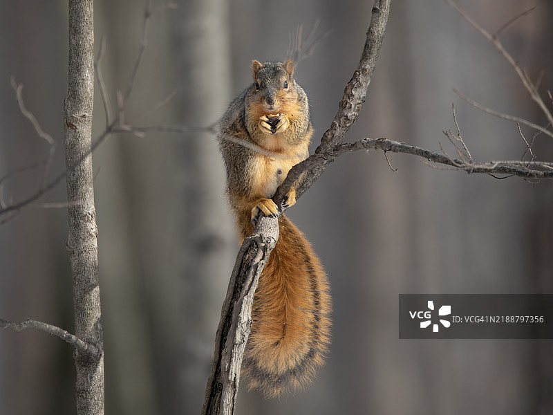 松鼠与零食图片素材