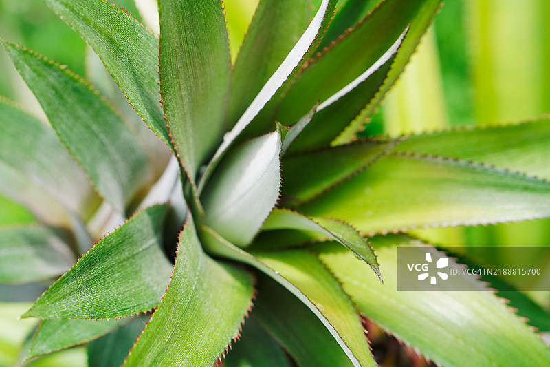 菠萝植物鲜艳的绿色叶子特写图片素材