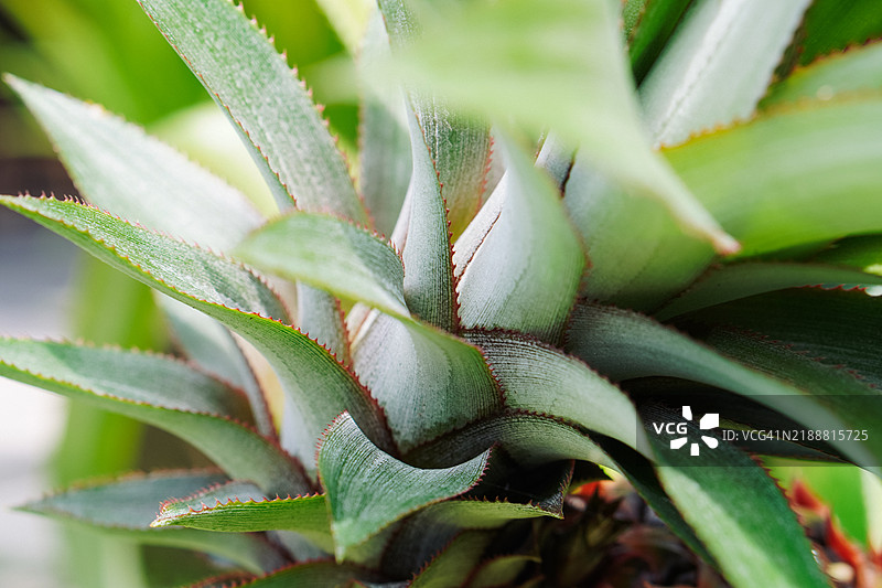 菠萝植物鲜艳的绿色叶子特写图片素材