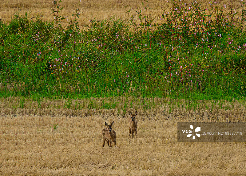 两只焦虑的小鹿在田野里图片素材