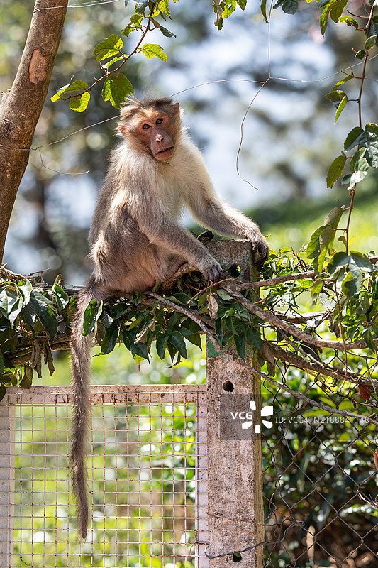 南印度猴子图像图片素材