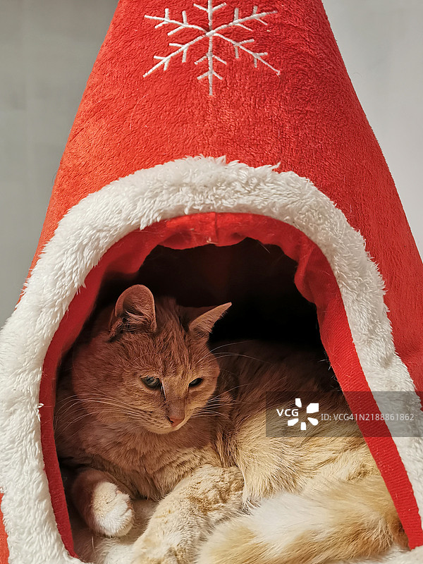 圣诞节里休息的姜黄色猫咪在猫篮中图片素材