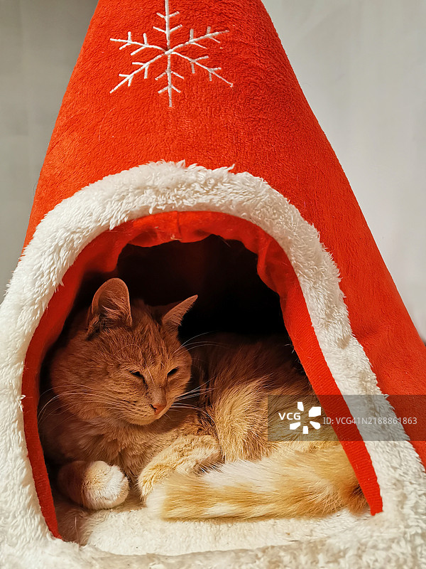 圣诞节时休息在猫篮里的姜黄色猫咪图片素材