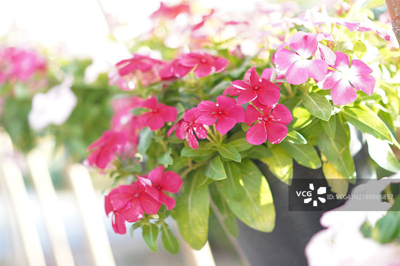 卡宴茉莉，长春花，玫瑰花，马达加斯加长春花，长春花，夹竹桃科的花朵，深粉色，春天的花园，自然模糊背景，西印度长春花，马达加斯加长春花图片素材