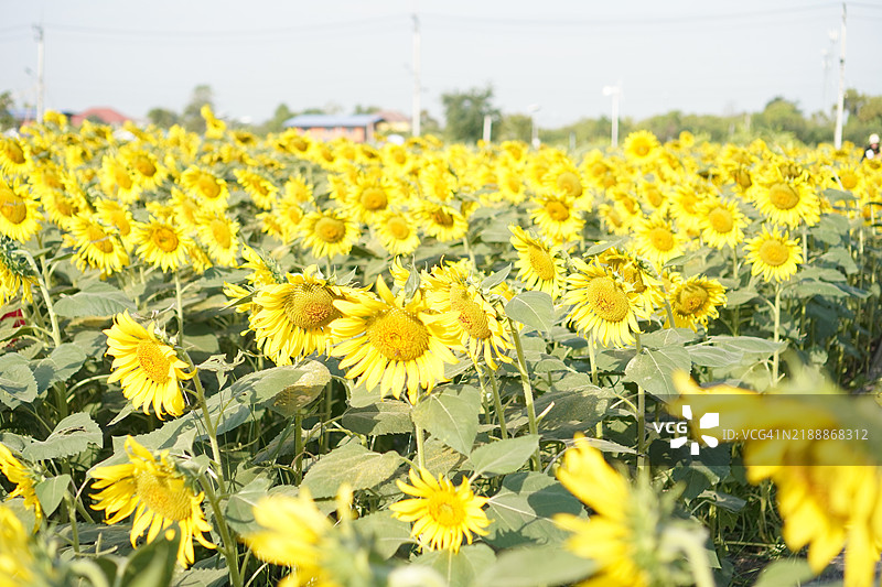 向日葵植物 小黄花在模糊的自然背景中盛开图片素材