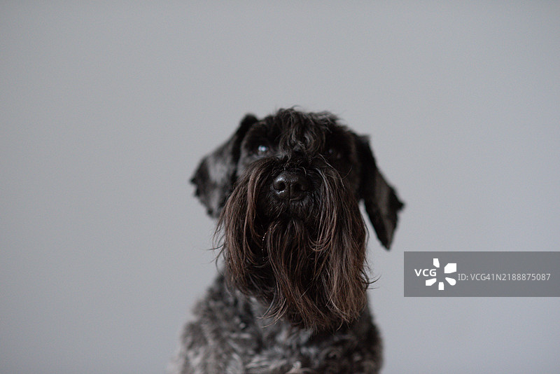 灰色背景上的黑色狗。迷你雪纳瑞。图片素材