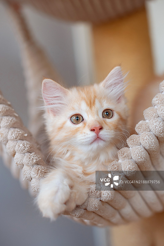 一只可爱好奇的小猫在家里躺着图片素材