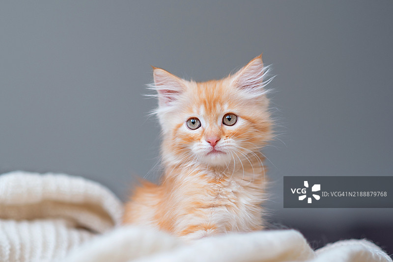 一只可爱好奇的小猫在家里躺着图片素材