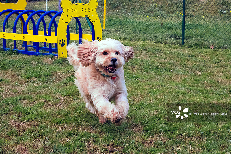 活力四射的拉布拉多贵宾犬在狗公园奔跑图片素材