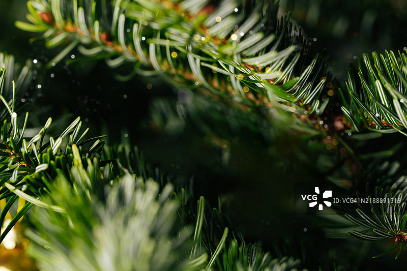 绿色云杉圣诞树枝图片素材