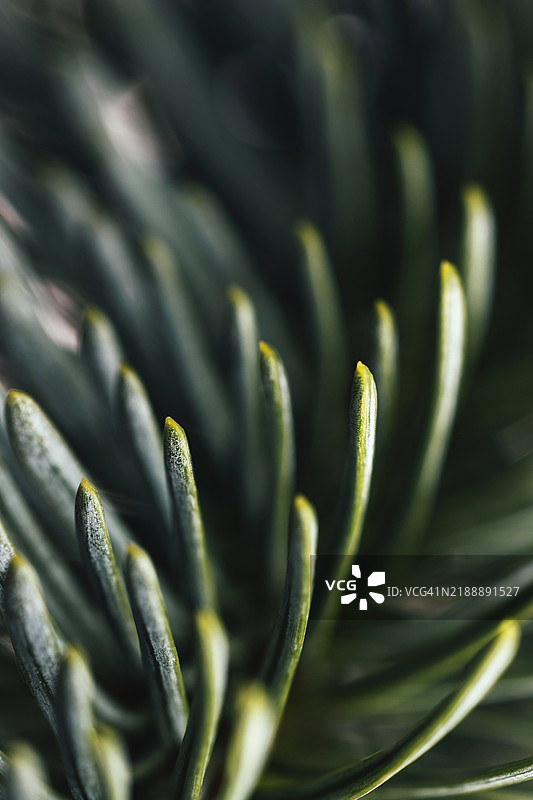 绿色云杉圣诞树枝图片素材