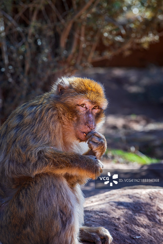 摩洛哥阿特拉斯山脉中的巴巴里猿图片素材