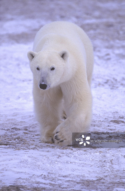 北极熊（Ursus maritimus）在加拿大哈德逊湾行走。图片素材
