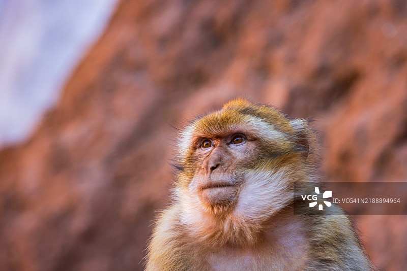 摩洛哥阿特拉斯山脉的巴巴里猿图片素材