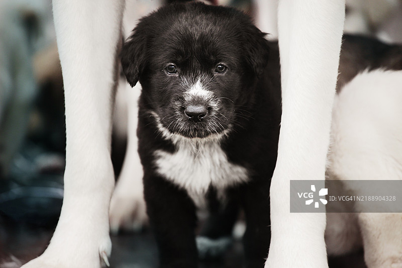 黑色小狗站在母狗的腿间图片素材