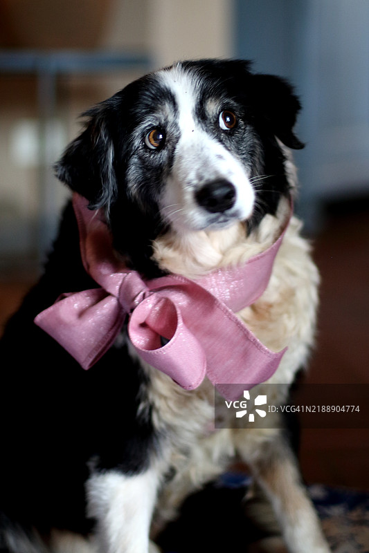 带着粉色丝带的老边境牧羊犬图片素材