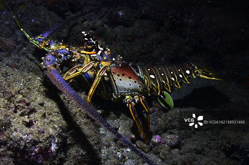 加勒比海刺龙虾在夜间。图片素材