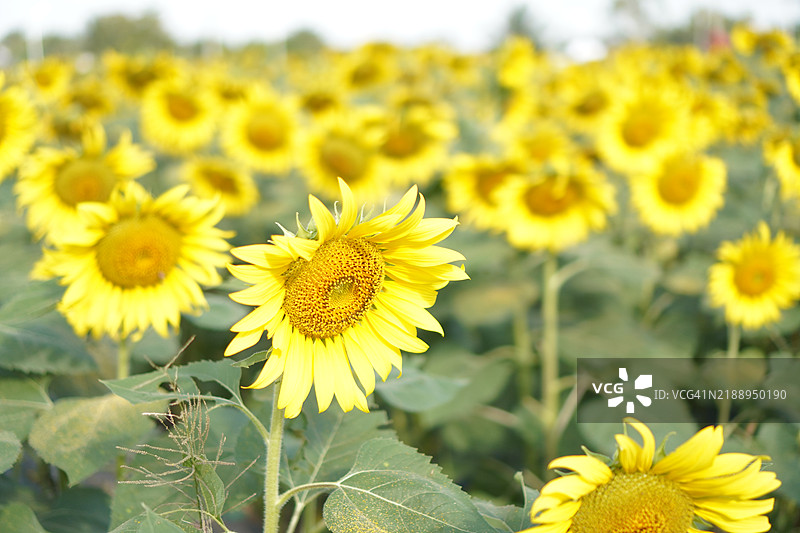 特写的向日葵黄色花朵盛开图片素材