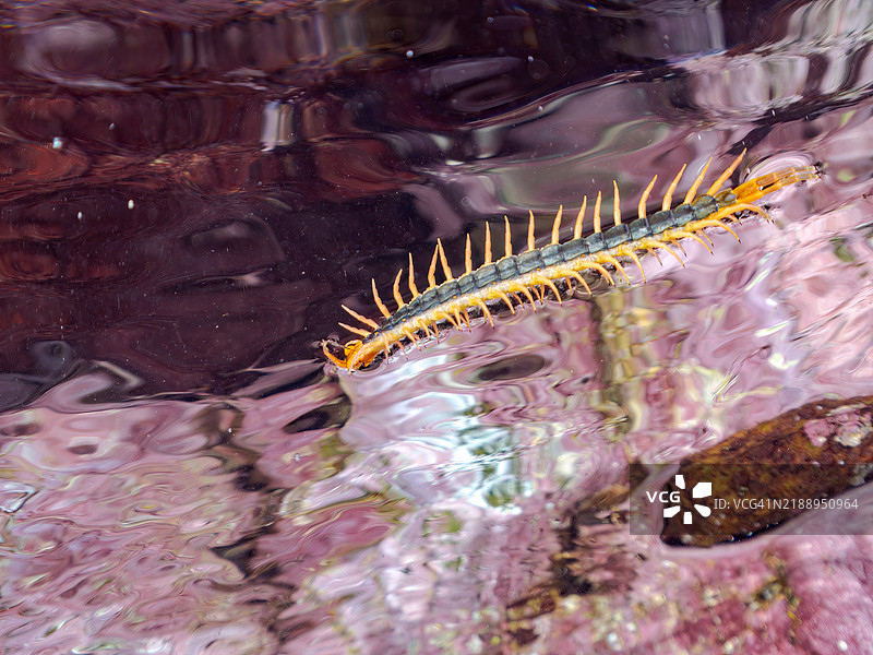 一只大型蜈蚣（千足虫）漂浮在水面上。静冈县南伊豆伊豆半岛的平藏滨海滩 - 2024年。图片素材