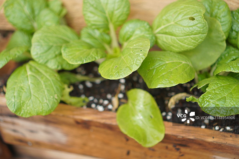 萝卜根菜图片素材