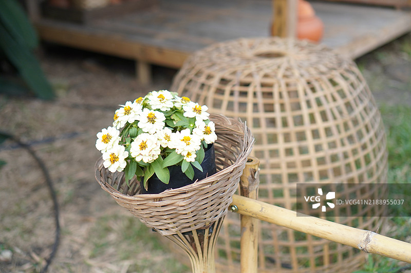 百日草图片素材