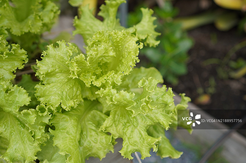 绿色珊瑚生菜图片素材