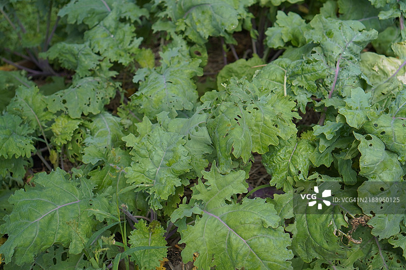 白色艾草绿叶蔬菜图片素材