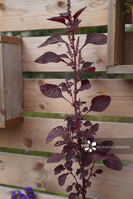 绿苋菜，苋科，红叶蔬菜，鲜花盛开于花园，自然食品背景图片素材