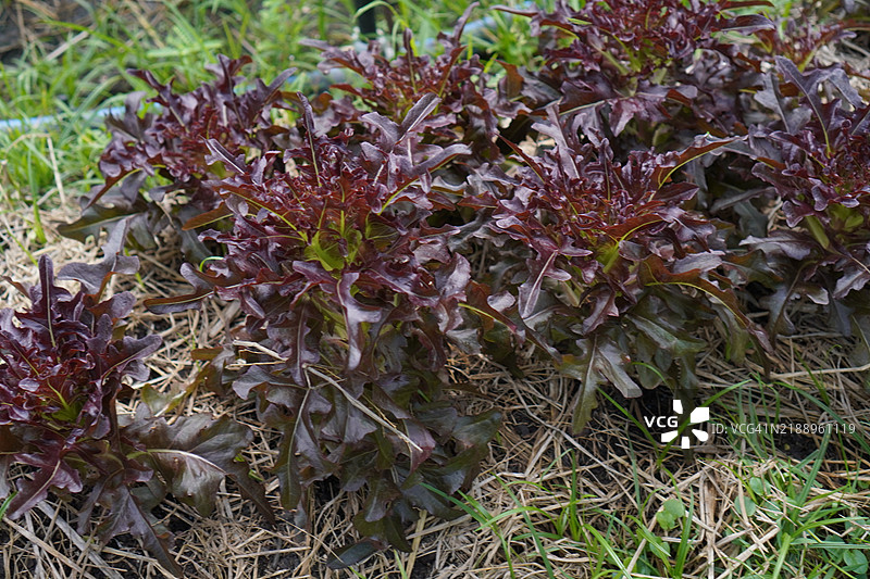 红橡叶生菜水菜沙拉图片素材