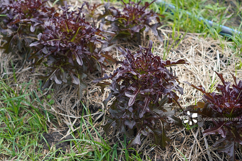 红橡叶生菜水菜沙拉图片素材