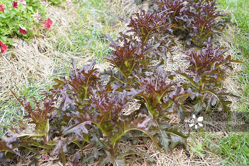 红橡叶生菜水菜沙拉图片素材