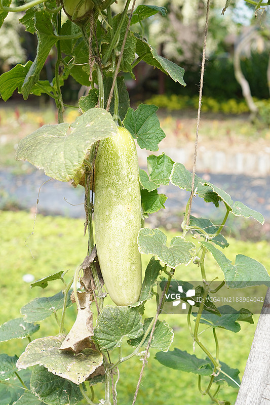 西葫芦图片素材