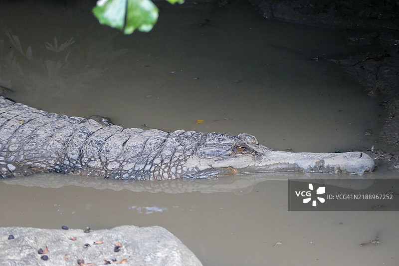 假鳄（Tomistoma schlegii）图片素材