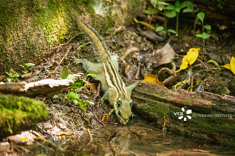 松鼠在池塘里喝水。图片素材