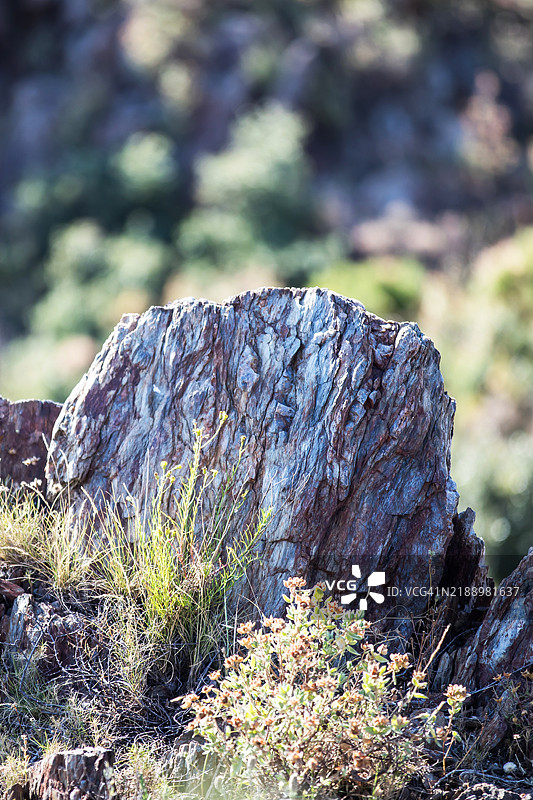 野生草地上的石头图片素材