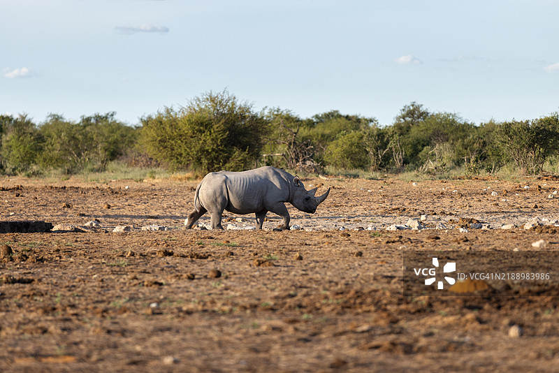 纳米比亚，沙漠，非洲，犀牛图片素材