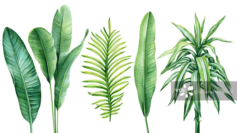 热带植物的水彩系列，丰盛的叶子适合夏季主题设计，异国情调的水彩花卉套装。图片素材
