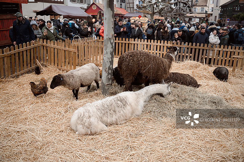 阿尔萨斯里博维尔著名的中世纪圣诞市场图片素材