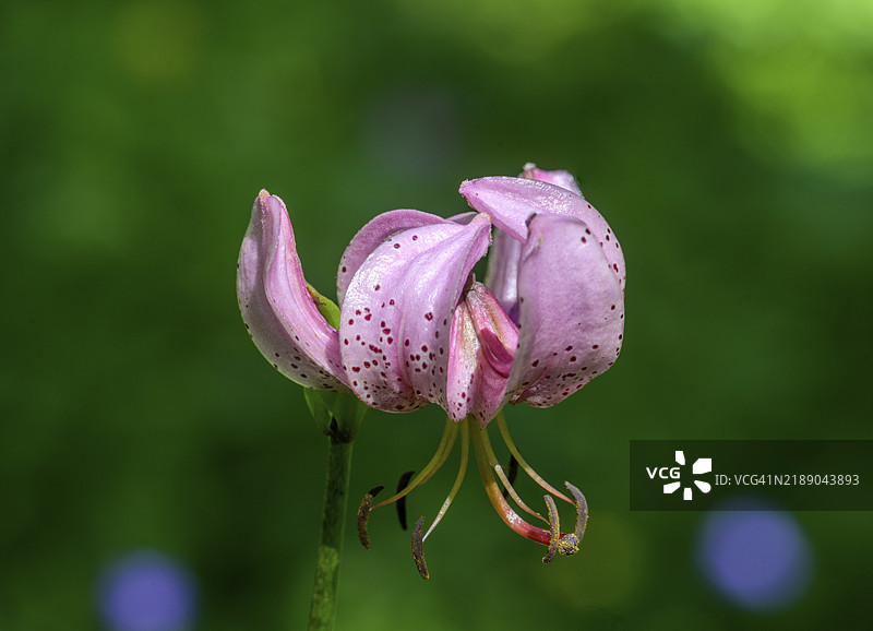 土耳其帽百合（Lilium martagon），意大利库内奥省恩特拉克，欧洲图片素材
