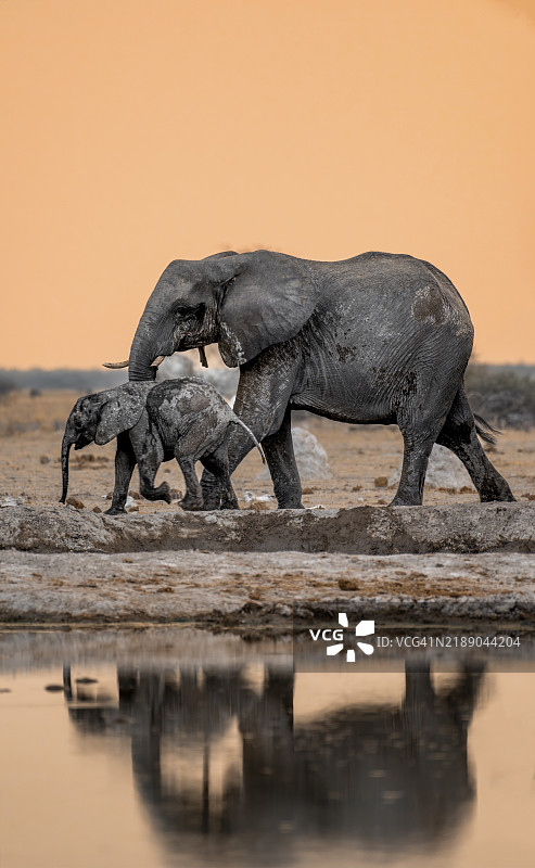 非洲象(Loxodonta africana),母象与幼象在水坑旁,倒影,日落时分,博茨瓦纳,Nxai Pan国家公园,非洲图片素材