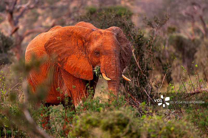 塔萨沃东部国家公园的红色非洲象。图片素材