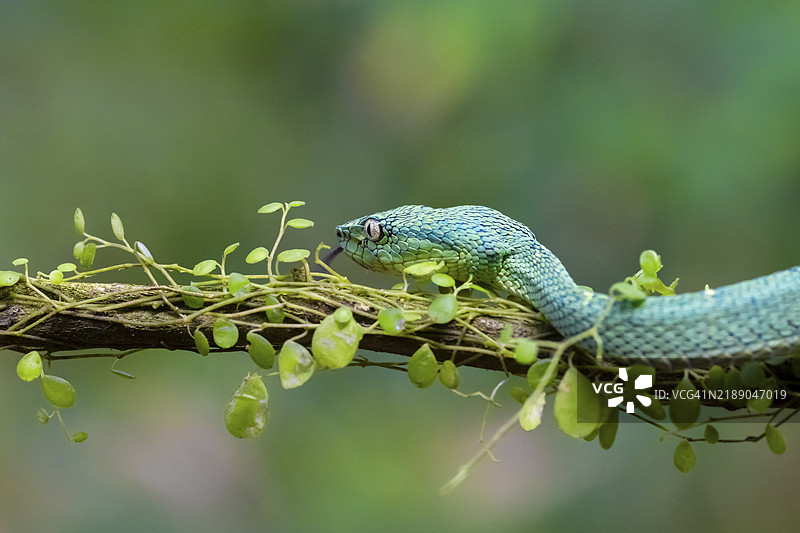 侧棱蛇（Bothriechis lateralis），栖息在树枝上，哥斯达黎加赫雷迪亚省，中美洲图片素材