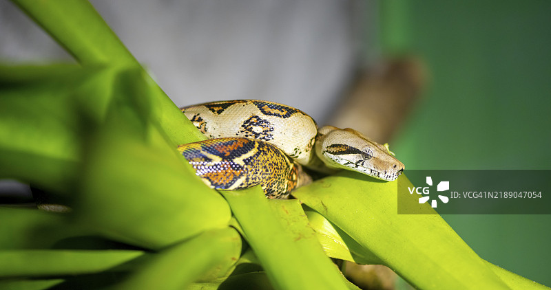 国王蟒(Boa constrictor)坐在绿色植物上,哥斯达黎加赫雷迪亚省,中美洲图片素材