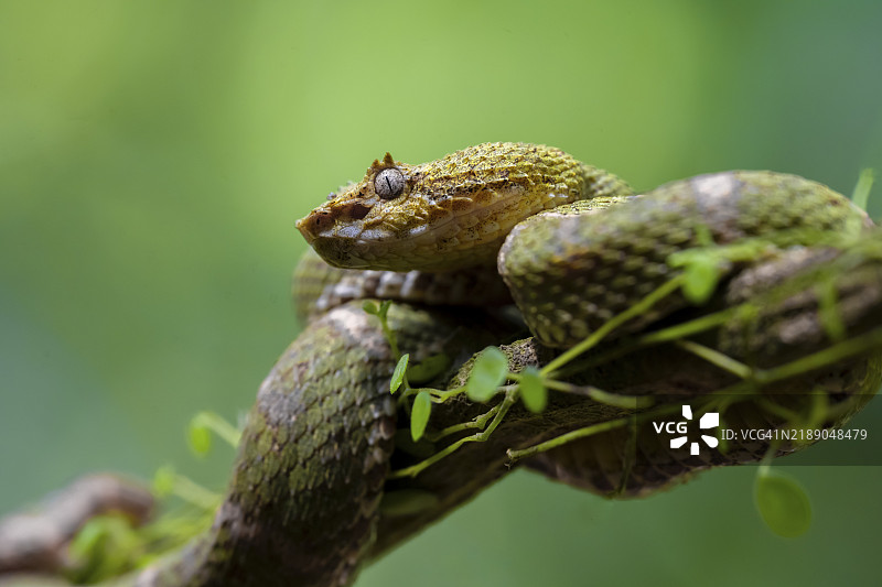 格里芬尾镖蛇（Bothriechis schlegelii），绿色品种，栖息在树枝上，哥斯达黎加赫雷迪亚省，中美洲图片素材