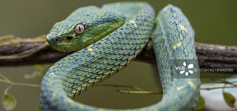 侧棱蛇（Bothriechis lateralis），栖息在树枝上，哥斯达黎加赫雷迪亚省，中美洲图片素材