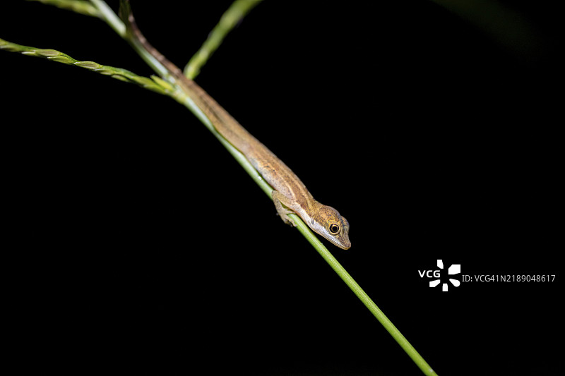 安诺利斯蜥蜴（Anolis）栖息在茎上，夜晚的热带雨林，哥斯达黎加赫雷迪亚省，中美洲图片素材