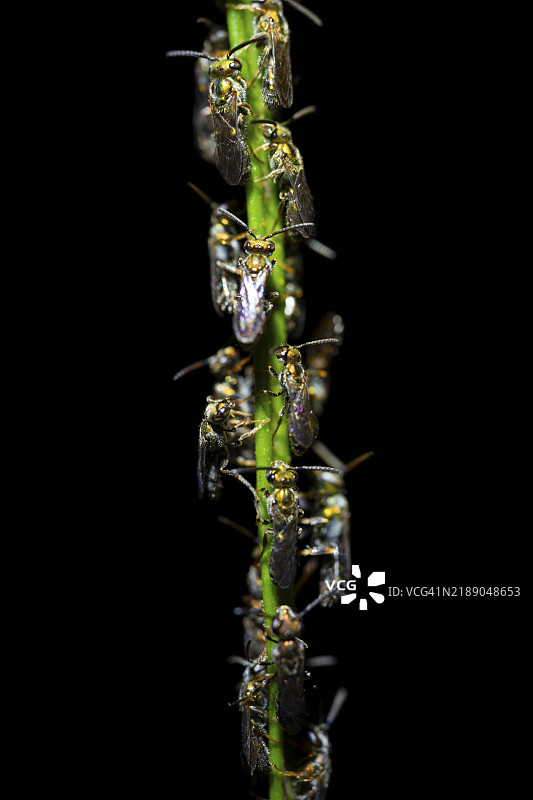 许多苍蝇密集地栖息在茎上，热带雨林中的夜晚，哥斯达黎加赫雷迪亚省，中美洲图片素材