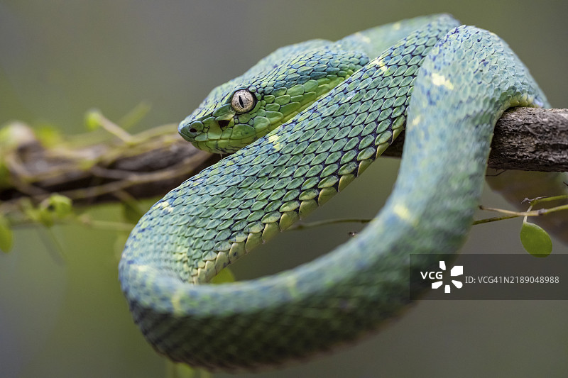 侧棱蛇(Bothriechis lateralis),栖息在树枝上,哥斯达黎加赫雷迪亚省,中美洲图片素材